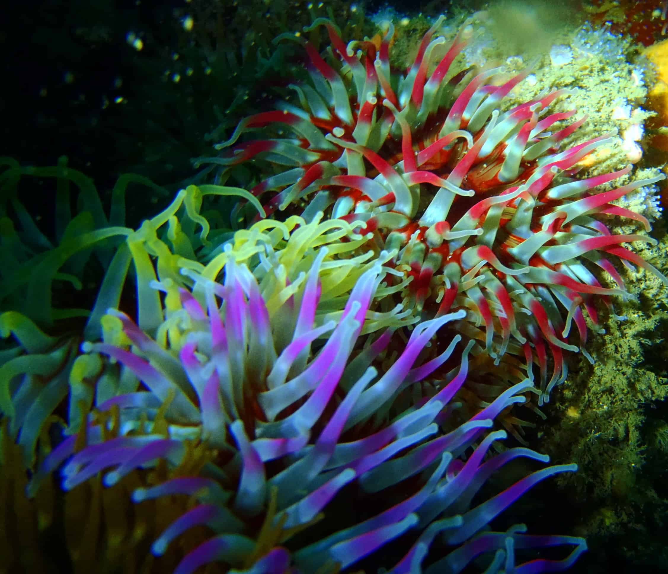 Burren Sub Aqua Club